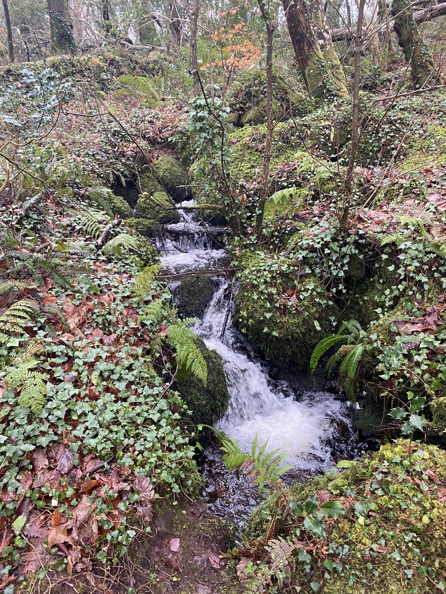 mshanley_m's tweet photo. Day 32 #100daysofwalking #movewithtrisha #BearaWay #LàFhèileBhríde #lotsofmud #OurLadysBridge #KenmareBay #Lockdown3 #MondayMotivation #SpringTime #within5km #seafog #ceomhar @100DaysOfWalkin @AimsirTG4 @WAWHour @WeatherRTE https://t.co/zgvmSmD5IJ