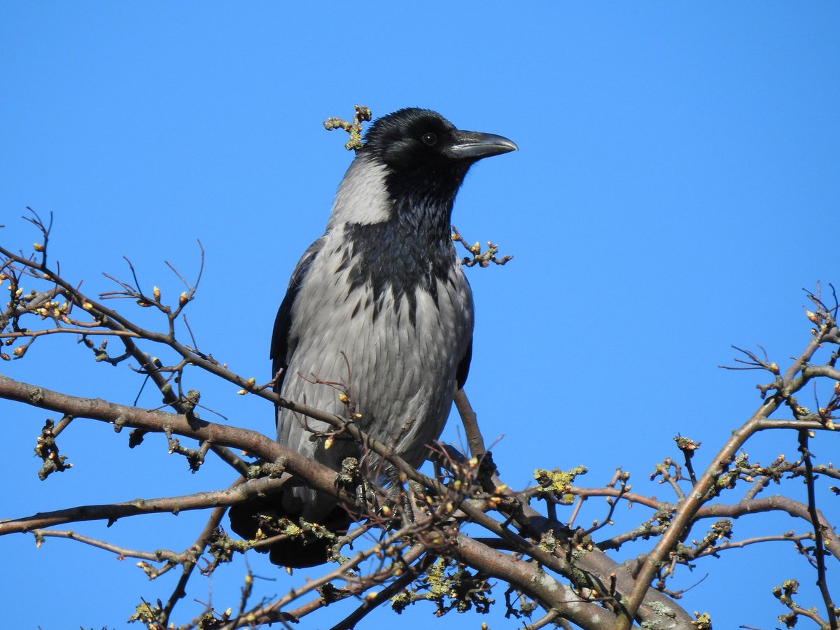 birdingtherapy's tweet photo. I came across a Carrion Crow / Svartkråka today, which is rather unusual here in southern Sweden. We usually get the grey and black Hooded Crow / Kråka. They constitute two subspecies and have distinct ranges in Europe (see map). 

#birds #birding #birdsofsweden #birdsofmalmö https://t.co/ilOixyJxeE