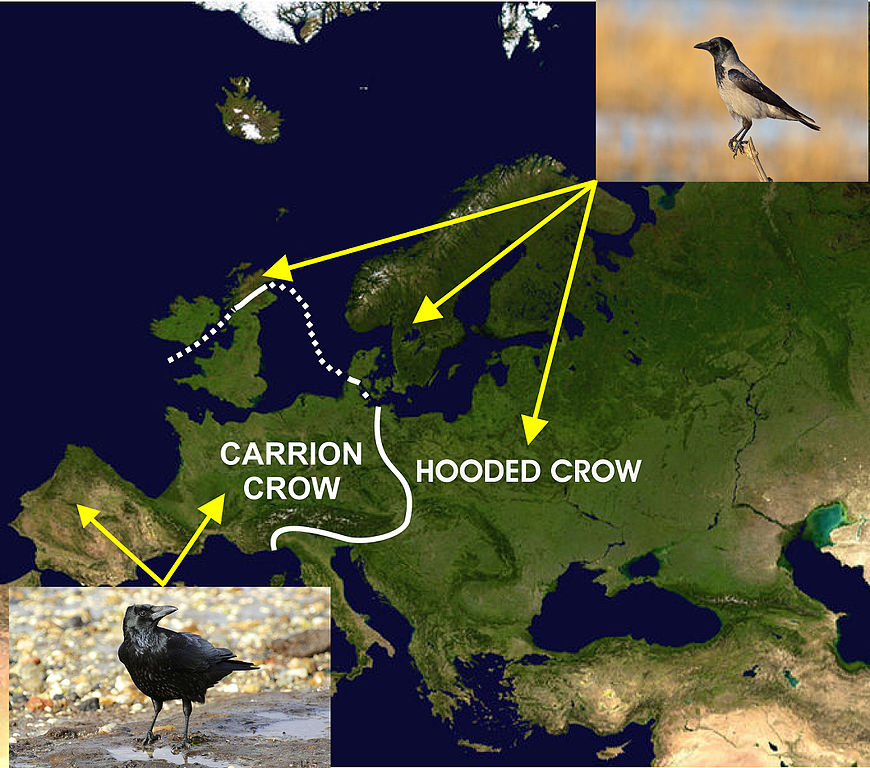 birdingtherapy's tweet photo. I came across a Carrion Crow / Svartkråka today, which is rather unusual here in southern Sweden. We usually get the grey and black Hooded Crow / Kråka. They constitute two subspecies and have distinct ranges in Europe (see map). 

#birds #birding #birdsofsweden #birdsofmalmö https://t.co/ilOixyJxeE