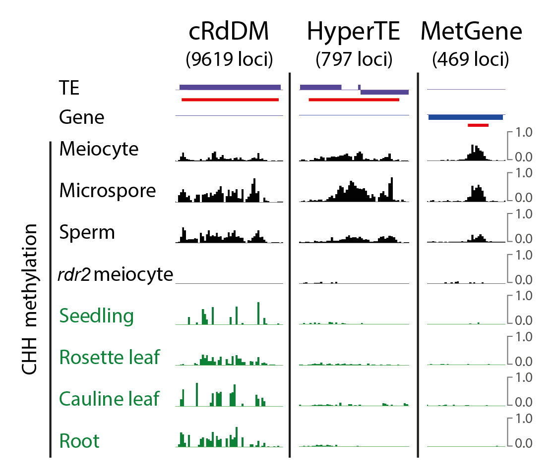 This methylation is catalyzed by the RNA-directed DNA methylation pathway (RdDM) that targets transposons. So how these genes are specifically targeted in the male germline was a mystery. 2/14