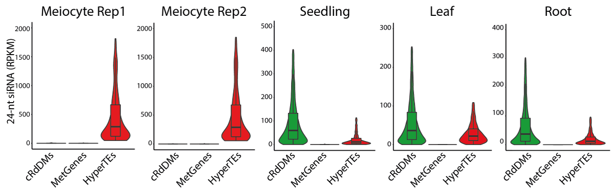 We examined sRNA from Arabidopsis meiocytes. Canonical RdDM loci have little 24-nt sRNA and methylation compared to soma. Instead, 24-nt sRNAs are concentrated in 797 TE clusters hypermethylated in the male germline. We refer to these loci as HyperTEs. 3/14