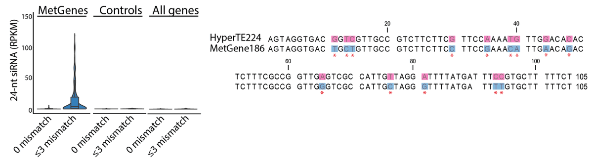 We thus hypothesized MetGenes may be targeted by sRNAs produced from HyperTEs. Indeed, 24-nt sRNAs generated from HyperTEs can be aligned to MetGenes if mismatches are allowed. 5/14