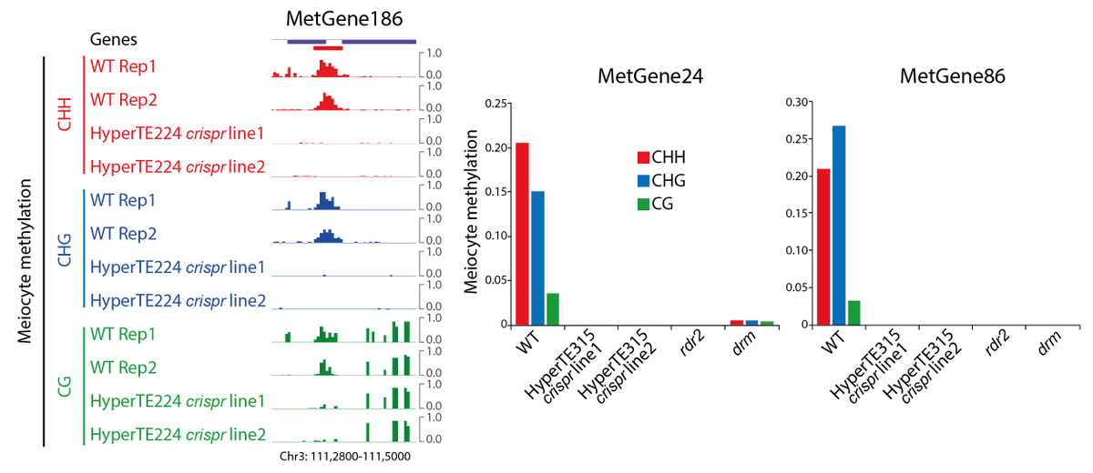To test the causal relationship, we created CRISPR lines with deletions of two HyperTEs. We saw methylation abolishment at the target MetGenes in meiocytes. This demonstrates that methylation at MetGenes is induced in trans by sRNAs derived from HyperTEs. 6/14