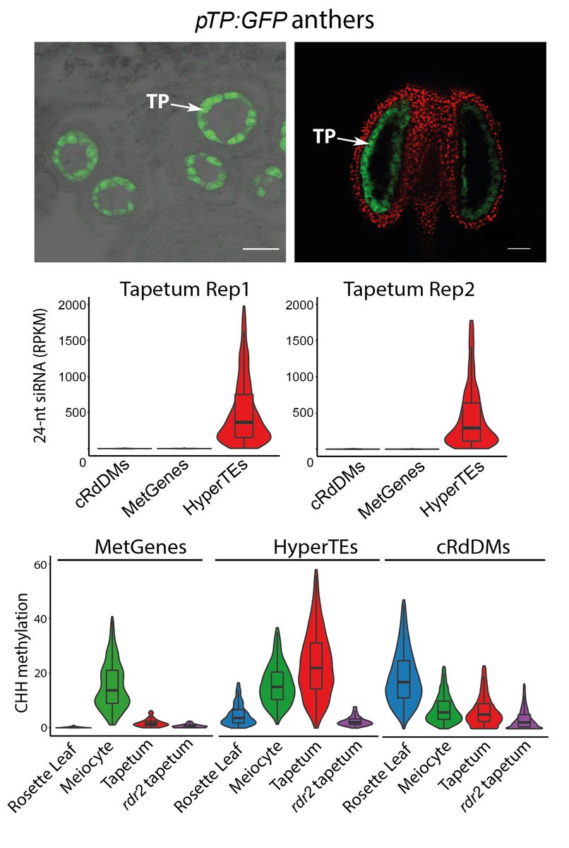 Meiocytes are enclosed by tapetal nurse cells so we developed a protocol to isolate tapetum. Tapetal and meiocyte sRNA profiles reflect each other and HyperTEs (the source of MetGene-methylating sRNAs) are hypermethylated. 8/14