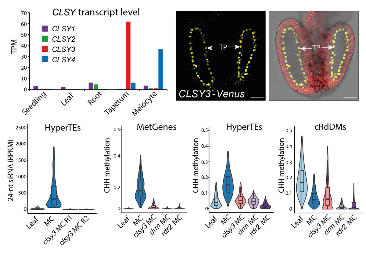 How are niRNAs produced from HyperTEs? We found strong overlap with known chromatin remodeler CLSY3-dependent sRNA clusters. CLSY3 is highly expressed in the tapetum but absent from meiocytes and soma. niRNAs and methylation are completely lost in clsy3 mutant meiocytes. 11/14