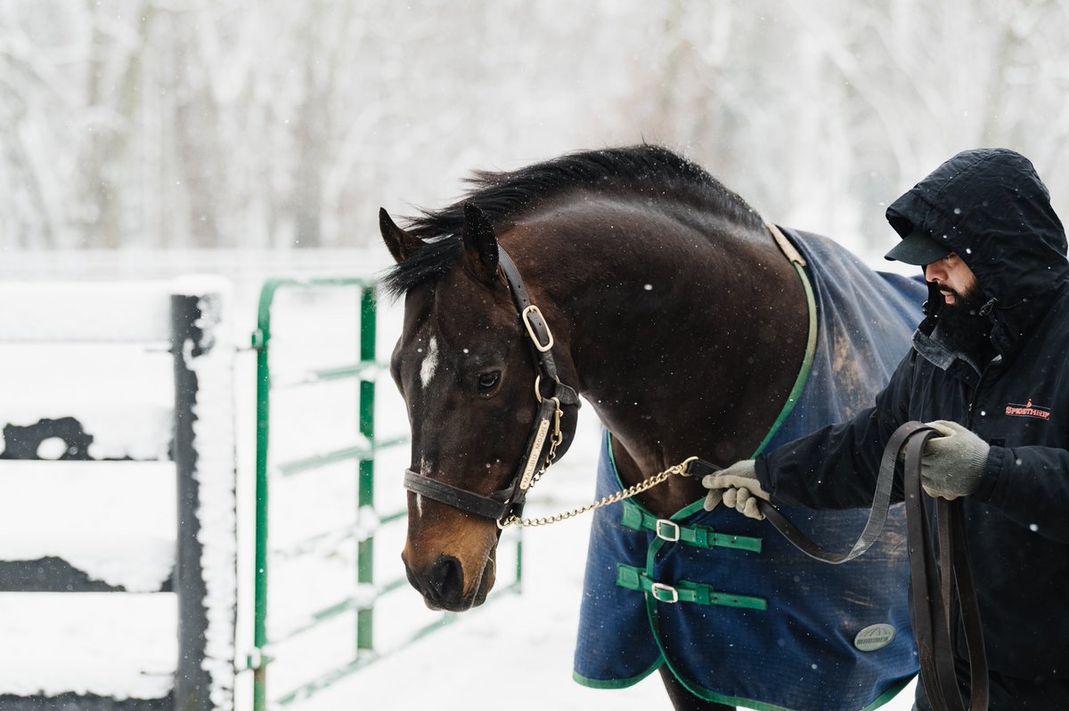 spendthriftfarm's tweet image. OMAHA BEACH, MALIBU MOON, VINO ROSSO, &amp;amp; THOUSAND WORDS all enjoying this snowy afternoon ❄️