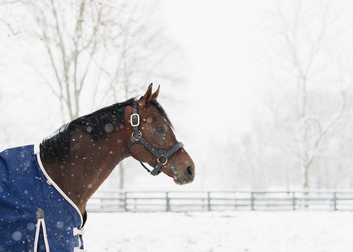 spendthriftfarm's tweet image. OMAHA BEACH, MALIBU MOON, VINO ROSSO, &amp;amp; THOUSAND WORDS all enjoying this snowy afternoon ❄️
