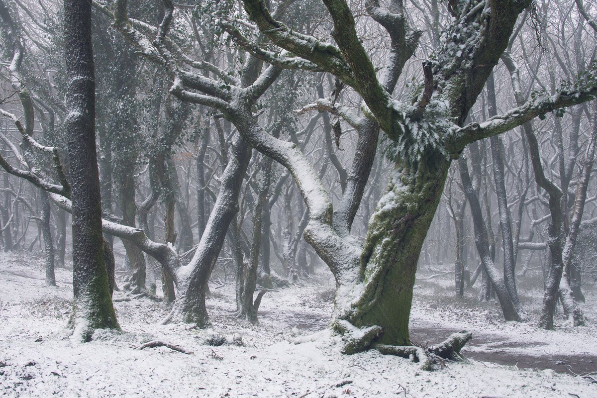 " The Soul Healers " - Quantock Hills, Somerset #Somerset 
<a href="/ForestryEngland/">Forestry England</a> #Quantock #trees #winter #WexMondays #fsprintmonday #Sharemondays2021 #ThePhotoHour #snow #PhotographyIsArt <a href="/somersethour/">Somerset Hour</a>