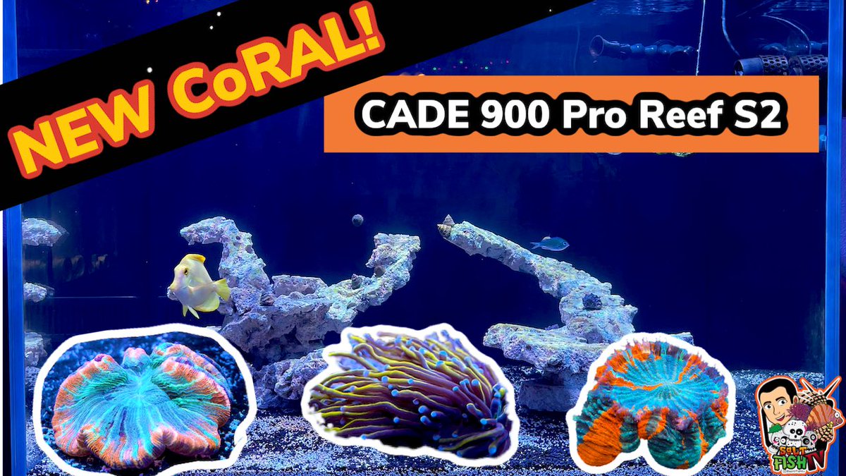 SaltFishTV1's tweet photo. New corals and the firsts for the CADE! Watch here: https://t.co/HkFv51pbVA
#SaltFishTV #CADEaquarium #AlgaeBarn #CADE900 #Sicce #Caribsea #Coral #Reef #Aquarium #Aquariums #SaltwaterTank #CoralReef #Acantho #TorchCoral #AquariumHobby https://t.co/UKHQjoSTwY