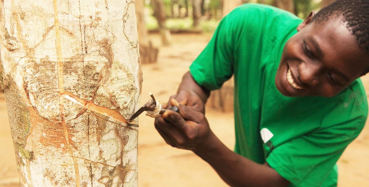 Ivory Coast’s largest Rubber producer, SAPH, recorded $5.6m profits in 3Q 2020. But their financial performance is extremely reliant on rubber commodity prices, with negative fluctiations causing them big losses in the past

Click below to read more

alcbanking.com/Home/Articles?…