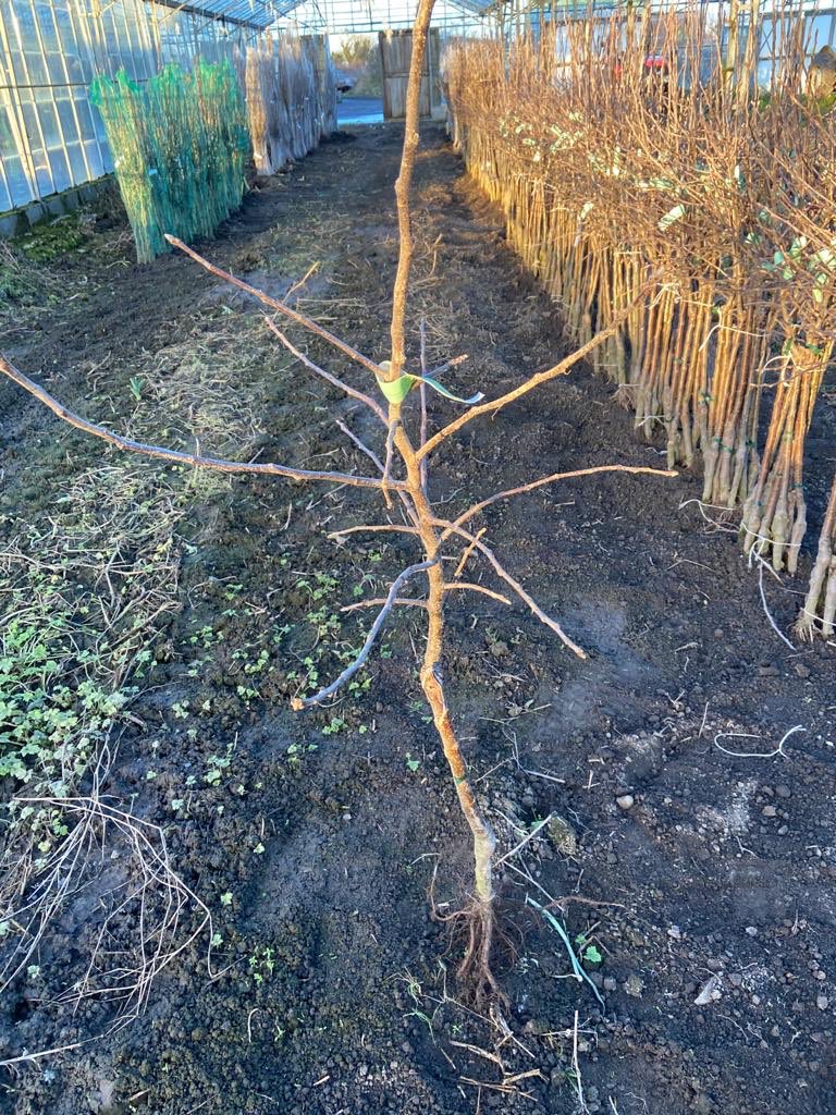 jtattshotmailc1's tweet photo. Anyone interested in planting there own apple , pear , cherry or plum trees, we have in stock, maybe a good year to plant one with the kids, with hope of better times ahead 🍏🍎🍐🍒 https://t.co/0mjhYYJ5qs
