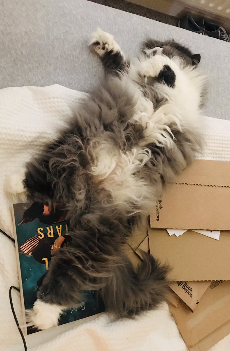hipster_bear's tweet photo. Mom has been buying a lot of books because she says it’s the only way for her to get through the #pandemic I’ve decided that I’d lie on her books so that she can look at me. She says I’ve no shame, but I’m still a gorgeous fluff ball 💖 #CatsOfTwitter #COVID19 #lockdown https://t.co/33hNvjBXEU