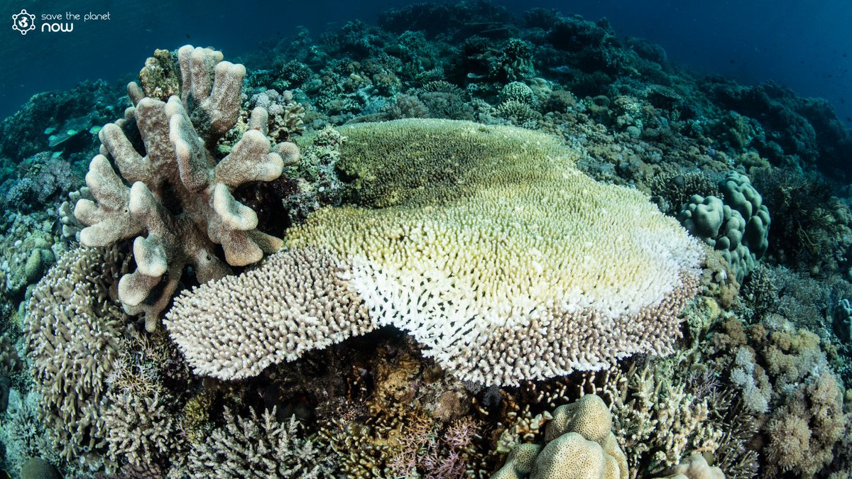 saveplanet_now's tweet photo. Nuestros #corales están en peligro⚠️  
Están siendo afectados por un enfermedad llamada “Síndrome Blanco”, es una especie de mancha que empieza a crecer y a crecer, y en 40 días mata un coral de 200 años 😢💔

Conoce más y ayuda a evitar su extinción ➡️ https://t.co/Fgmk47sHQB https://t.co/vcLACBkZ0I