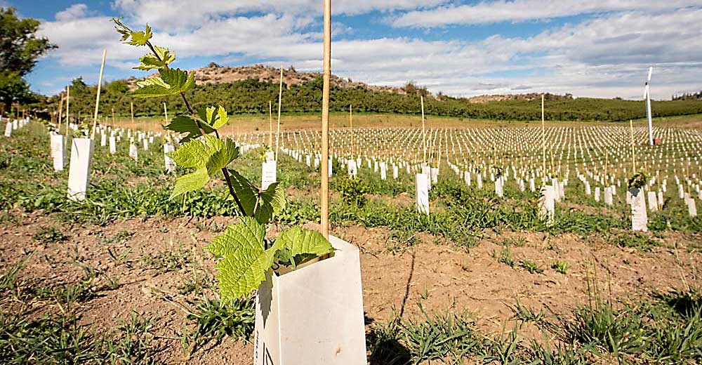 Good Fruit Grower (@goodfruitgrower) on Twitter photo Betting on bubbles: <a href="/TreveriCellars/">Treveri Cellars</a> invests in new sparkling-specific vineyards in the Naches Heights AVA with <a href="/NHVWines/">Phil Cline</a>. goodfruit.com/washington-vin… Betting on bubbles: <a href="/TreveriCellars/">Treveri Cellars</a> invests in new sparkling-specific vineyards in the Naches Heights AVA with <a href="/NHVWines/">Phil Cline</a>. goodfruit.com/washington-vin…