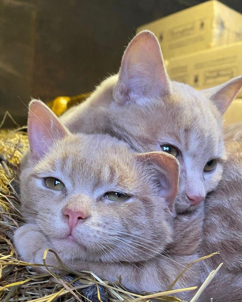 HGS6thForm's tweet photo. The Photo Challenge theme was ‘animals’ but it could well have been cats. Our students love their feline friends! #SixthFormWellbeing https://t.co/UcvYmGMDij
