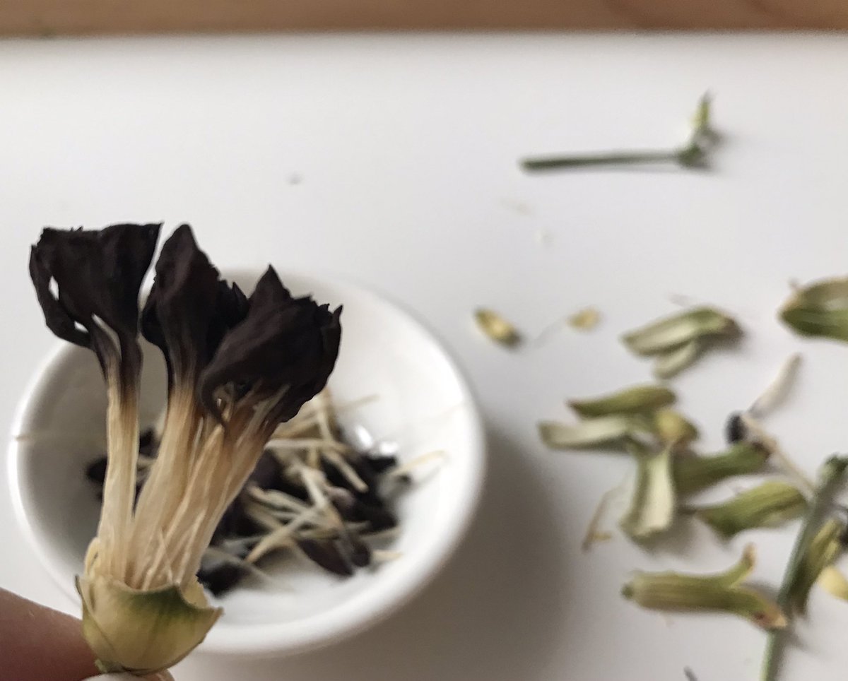 ArielleBahe's tweet photo. I decided to try #diy’ing my paints. So, today I’m working with some (now dried) flowers I bought for the holidays. I’m also making my binders and fillers for oil paint. #OilPaint https://t.co/uvXSSAXLtP