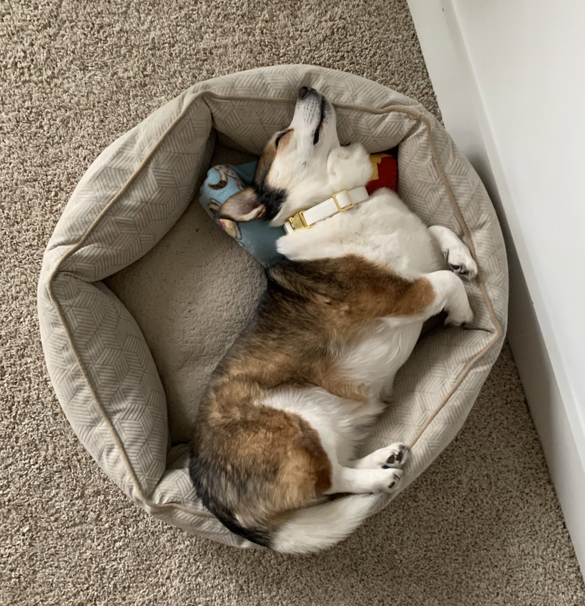 laura__mann's tweet photo. Do we think she also dreams about debugging code? https://t.co/63jhlBWCfy