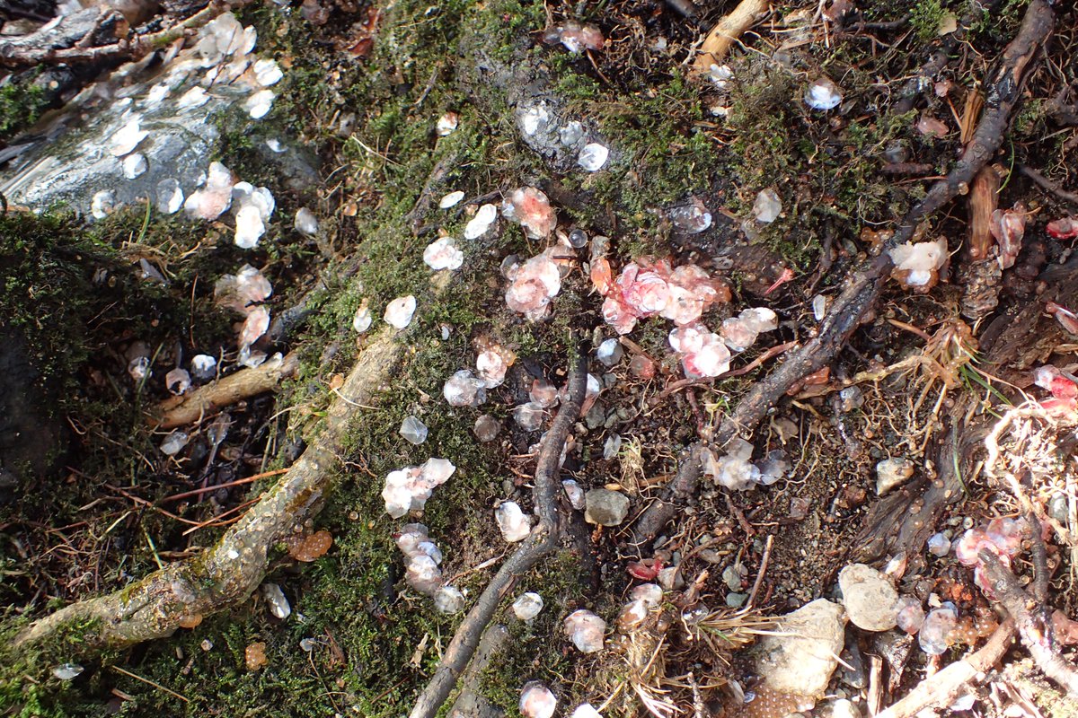 The Whitefish (Coregonus lavaretus) spawns in the shallows of Ullswater in winter. At this time they are vulnerable to predation by Otters and patches of scales on the shore from  fish landed by Otters have been useful in plotting the spawning grounds of this vulnerable species.