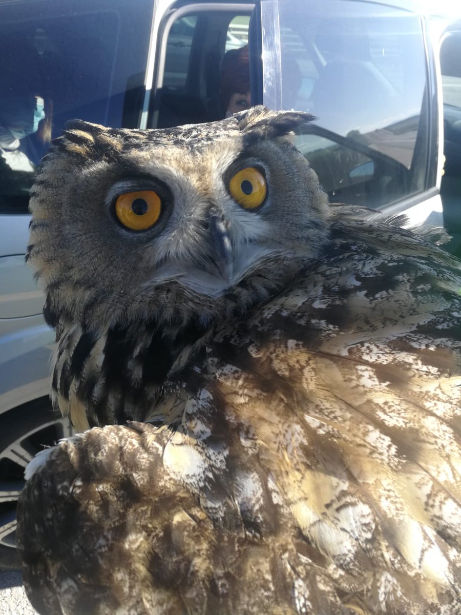 👏👏👏 Gracias a nuestros compañeros de Alcalá de Guadaira, tras el aviso de un ciudadano, se ha localizado y trasladado a un buho real que se encontraba herido en la carretera al CREAS (Centros de Recuperación de Especies Amenazadas) de #Sevilla

#SomosTuPolicía