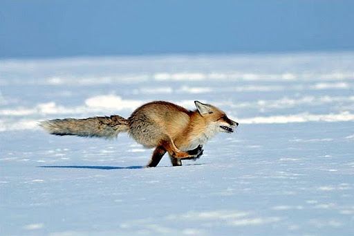 #ЛизаАлерт

Срочно нужен экипаж для ориентировок и оборудования!
- Каховка
- Бутово
- ШТАБ

Также нужны СПГ в природу!

Тема: lizaalert.org/forum/viewtopi…