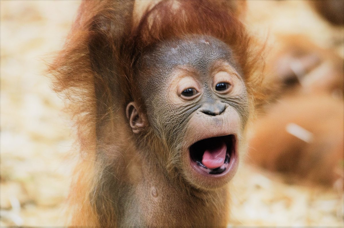 prowildlife's tweet photo. Auf #Borneo ließ ein #RSPO-Mitglied gerade besonders artenreichen #Regenwald für eine #Palmoel-Raffinerie abholzen. Öde Mondlandschaft, wo vorher #orangutans und Nasenaffen lebten...
@RSPOtweets #Indonesien #PalmOilFreeDay
https://t.co/eT30Ybm2OF https://t.co/QZdCQPTVrh
