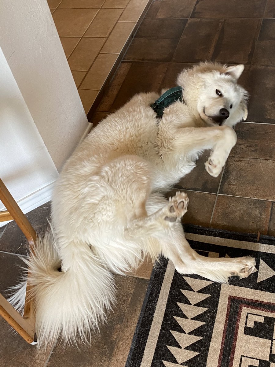 jyazman2012's tweet photo. TFW you must pet to pass https://t.co/oZH46JOhoh