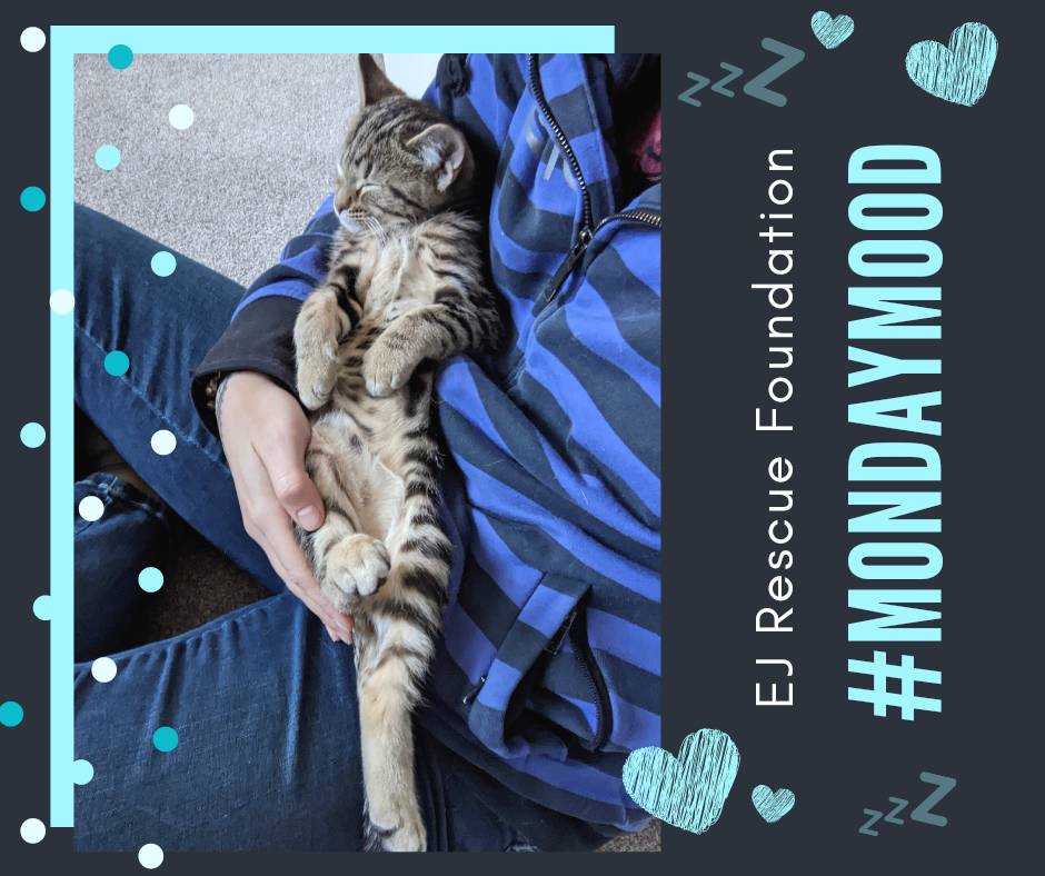 RescueEj's tweet photo. #MondayMood with Tom
#AdoptMe

Tom is a six month #kitten looking for a #fureverhome. Looking for a furry family member to add to your house? Tom is #adoptable now!

#cats #cat #kitten #kittens #kittensoftwitter #catsoftwitter #rescue #rescuecat #rescuekitten https://t.co/cskptgjffj