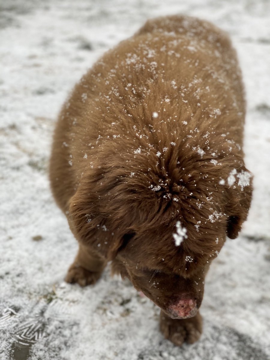Sometimes this is how I get a read on current weather .. I send Gus my Newfie outside- if he’s wet it’s raining.  If he’s white it’s snowing...!