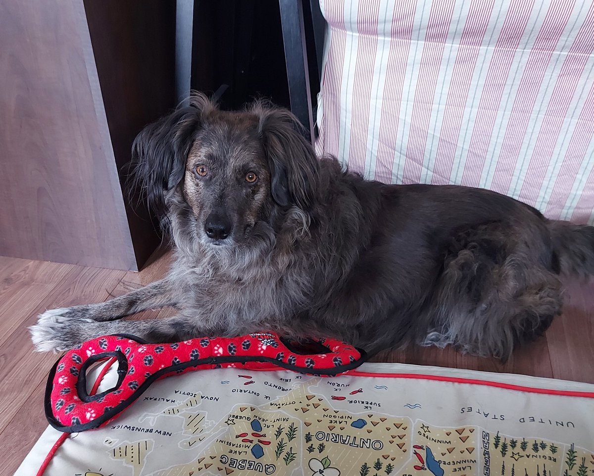 buttenhole's tweet photo. This boy doesn't like the snow and cold so much because it bothers his already sore paws 😕 I don't like the cold either, Bosco #resucedogs #Bosco #autoimmunedoggo #dogsoftwitter #myheart #wintersucks https://t.co/YVDcfbhE0m