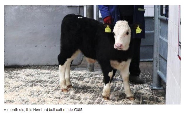 Irish Hereford (@irishhereford) on Twitter photo Another smashing week for Hereford calves in Bandon mart with calves earning from €220 upto €425. Tom McCarthy, speaking to <a href="/farmersjournal/">Irish Farmers Journal</a>, said the number of stronger calves being sold are up with farmers maximining their calf value by selling between 3 & 6 weeks of ages! Another smashing week for Hereford calves in Bandon mart with calves earning from €220 upto €425. Tom McCarthy, speaking to <a href="/farmersjournal/">Irish Farmers Journal</a>, said the number of stronger calves being sold are up with farmers maximining their calf value by selling between 3 & 6 weeks of ages!