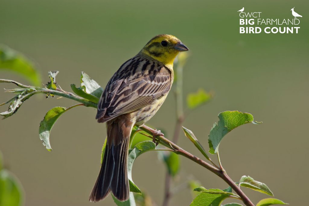 Leafopenfarmsunday Openfarmsunday Twitter