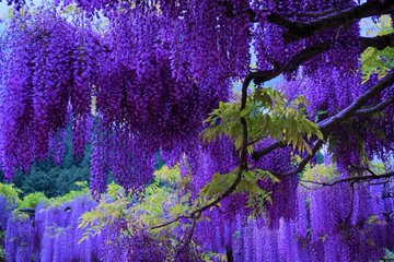 鬼滅の刃 藤の花は鬼の弱点 苦手な理由やモデルになった場所も紹介 Selvy