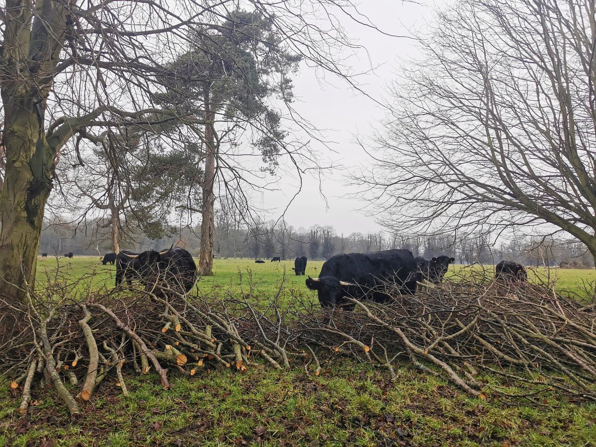 Em_Rose14's tweet photo. Foraging Cows naturally looking for what they need #welshblackcattle @Welsh_Blacks #regenerativeagriculture #parklandgrazing #pasturefed #outdoorgrazing #freerangegrazing #suffolk #countryside #hornedcattle #cowswithcalves #naturalweaning #grassfedbeef https://t.co/qFep1bYgPs