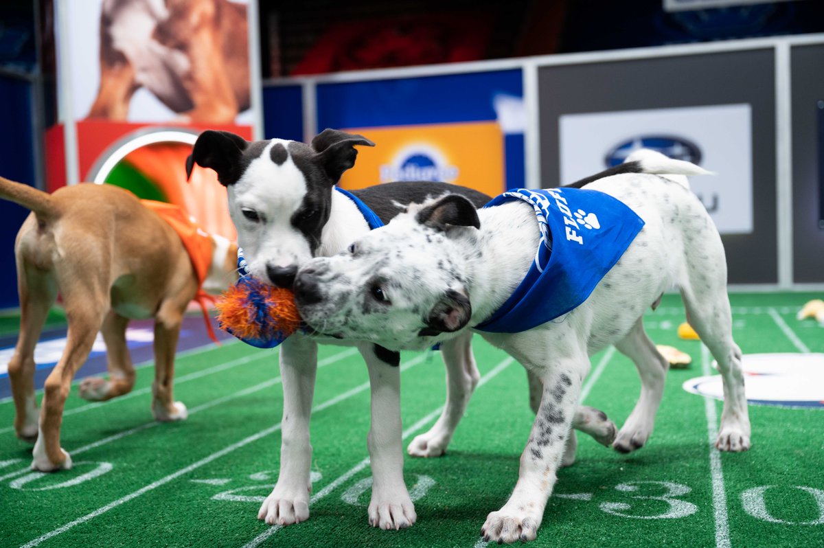 Meet the Canadian ambassadors of <a href="/AnimalPlanetCa/">Animal Planet</a>'s #PuppyBowl XVII, touching down Feb. 7: thelede.ca/PuiOX5tw 

Visit <a href="/thelede_ca/">The Lede</a> for assets and more information.