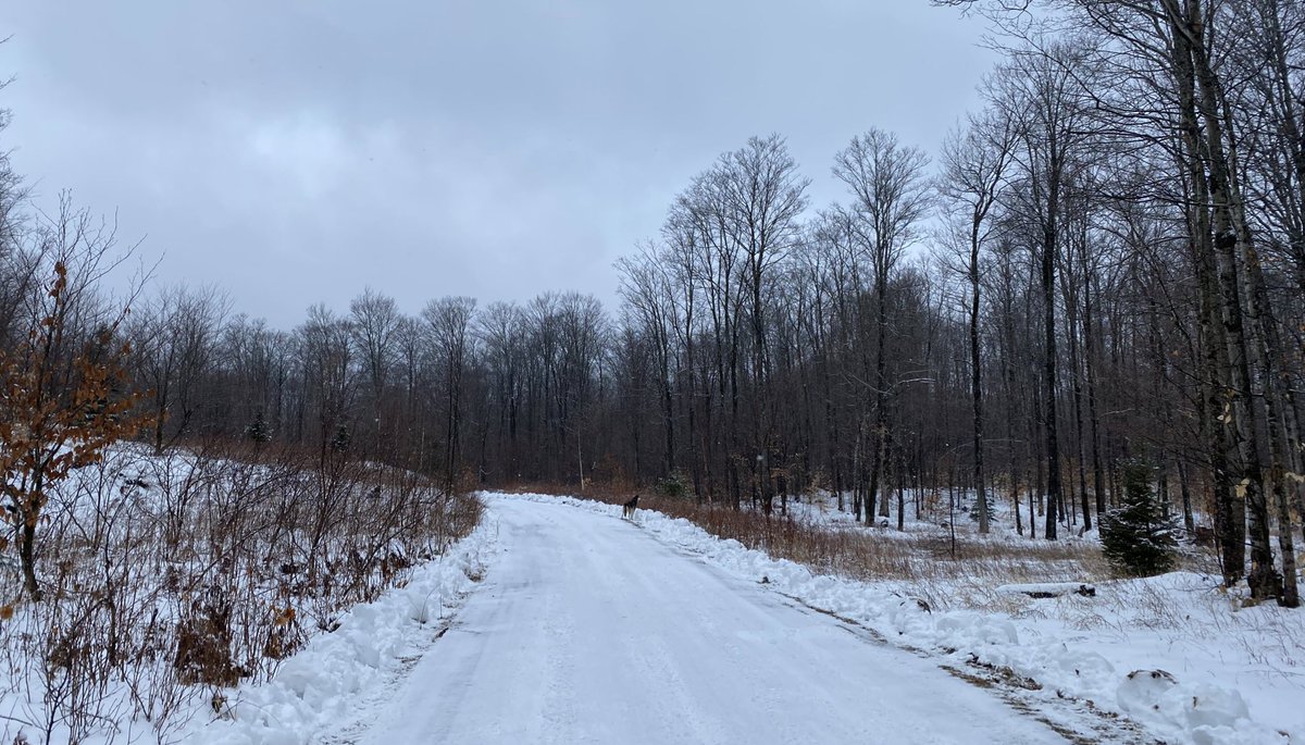 She knew which way to go, of course. We started walking, and she went off ahead.This is about how far ahead of me Pepé likes to be: close enough that I can see her, but far enough that I know she’s doing me a favor by waiting.
