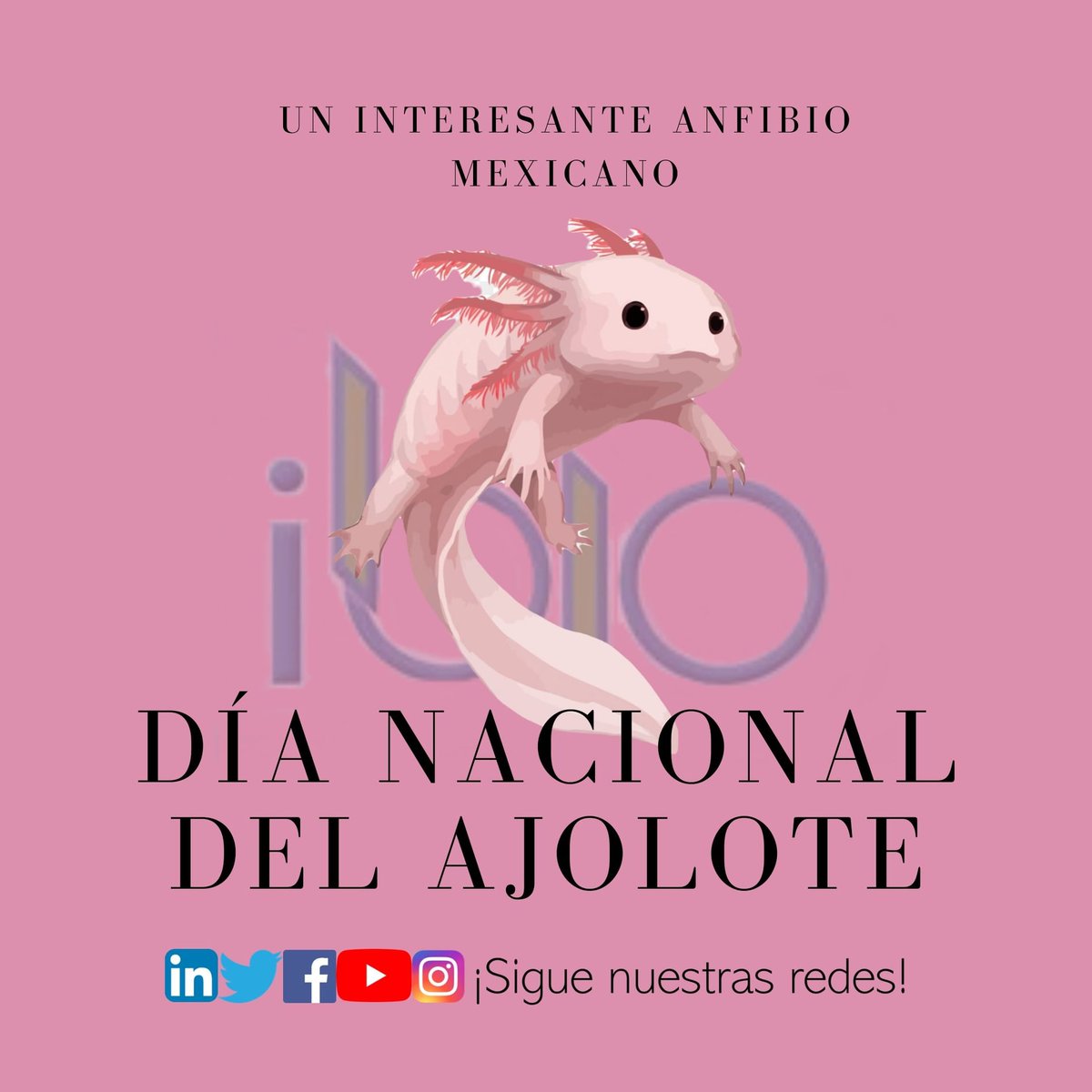 IbioRevista's tweet photo. ¿Sabías que?

Ajolote significa en Náhuatl: XOLOTL que significa "monstruo" y ATL que significa "agua" o sea que el significado es MONTRUO DE AGUA y es un típico ejemplo de la importancia de la conservación de la biodiversidad en el planeta y en especial en nuestro país. https://t.co/EypmnZP4pB