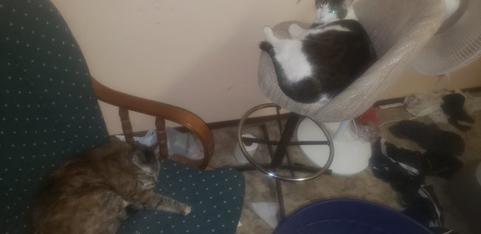 @jacqui_james86 Hope he feels better soon and you as well! They might be kitties buy sympathy from them<a class="tags" target="_blank" title="On Twitter" href="/?out=eyJ0eXAiOiJKV1QiLCJhbGciOiJIUzUxMiJ9.eyJpYXQiOjE3MjQ4NDEwMDIsImlzcyI6InR3cG9ybnN0YXJzLmNvbSIsIm5iZiI6MTcyNDg0MTAwMiwiZXhwIjoxNzU2Mzc3MDAyLCJyZWRpcmVjdF91cmwiOiJodHRwczovL3R3aXR0ZXIuY29tL2phY3F1aV9qYW1lczg2In0.Of3GjqzY72PKIwdNm1B0G-F6PS6LDGIOYJbBspi6rPk1EvahDzdrRv0oZZhb3jUysqVC8DLsSC8X90k9nBhYqg">@jacqui_james86</a><a href="/tag/2021goals"class="tags"><span>#2021goals</span></a>