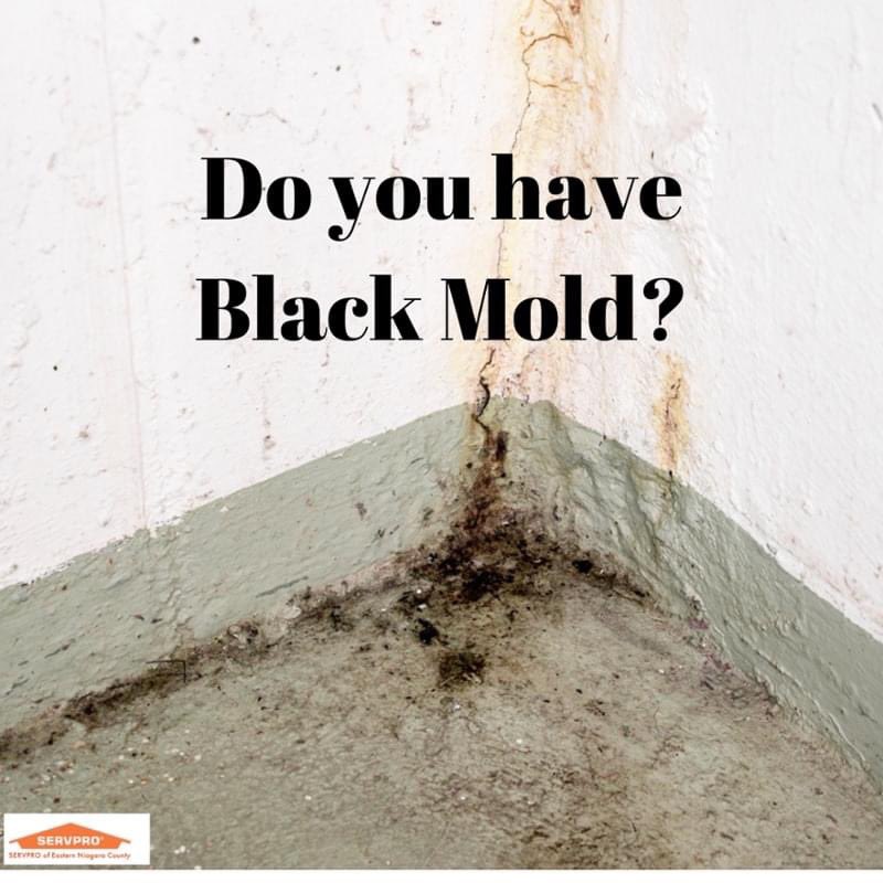 Suspect mold ?  Give us a call at 694-7776