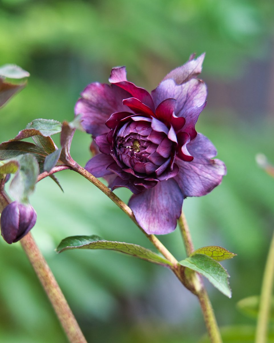 Uzivatel 音ノ葉 Na Twitteru 音ノ葉 クリスマスローズフェア ２月６日 土 から販売する 広瀬園芸 のクリスマスローズです T Co Mw9zg2fezx 文京区 園芸店 音ノ葉 クリスマスローズ 広瀬園芸 クレオパトラ