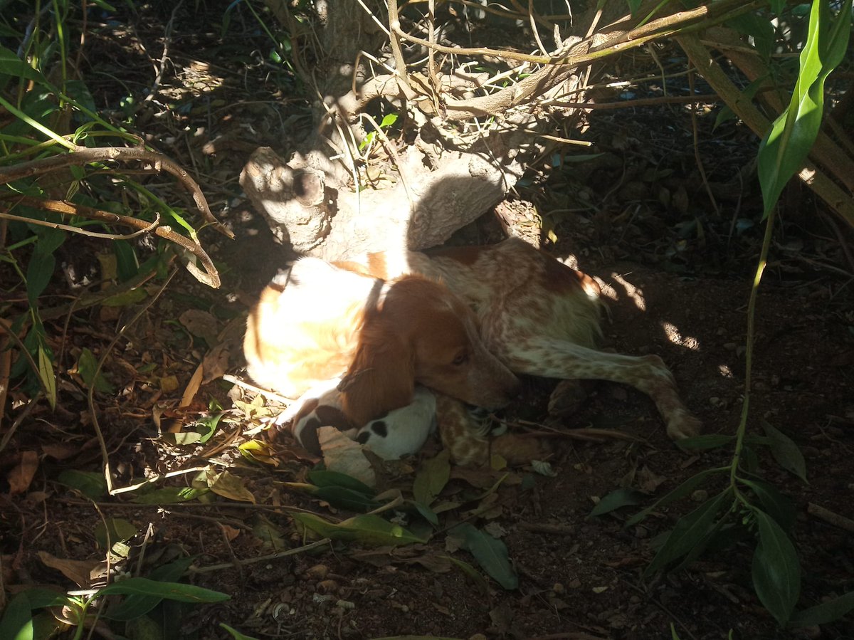 deltarescat's tweet photo. #nourescat tres #bebis i una #mamivalenta #DeltaRescat #deltebre 
Necessitem més cases d'acollida per salvar més vides https://t.co/zaXz5pLLf0