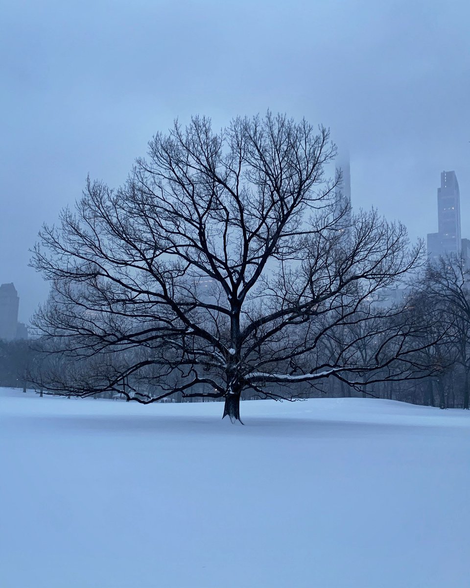 AshleySandberg's tweet photo. Beautifully Lonely #IHeartNY #FavoriteTree #SnowDay https://t.co/GsVoE18K0c