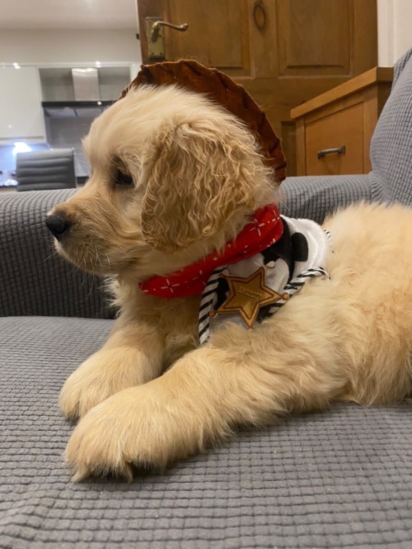 WeRateDogs tweet media