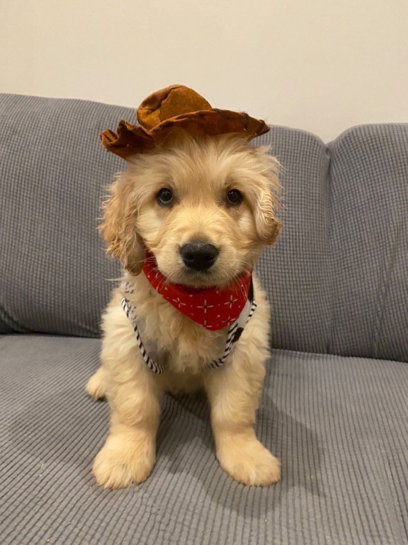 WeRateDogs tweet media