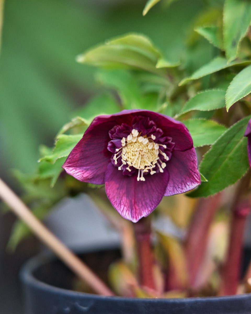 音ノ葉 音ノ葉 クリスマスローズフェア ２月６日 土 から販売する 広瀬園芸 のクリスマスローズです T Co Mw9zg2fezx 文京区 園芸店 音ノ葉 クリスマスローズ 広瀬園芸 クレオパトラ