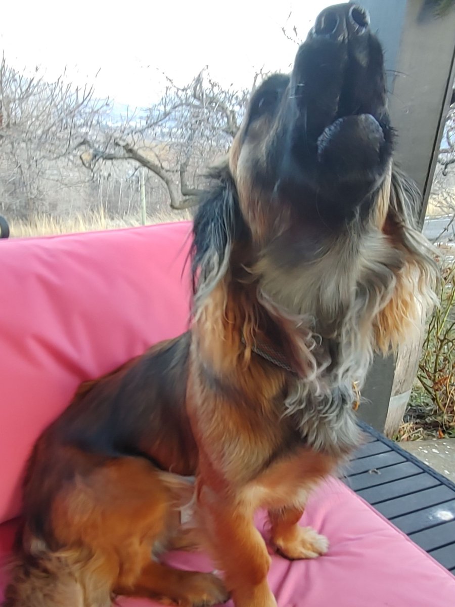 HowlingCider's tweet image. A Wassailing we will go... or should we say Wass&apos;howling!- mailchi.mp/4e1c6f87c877/w…