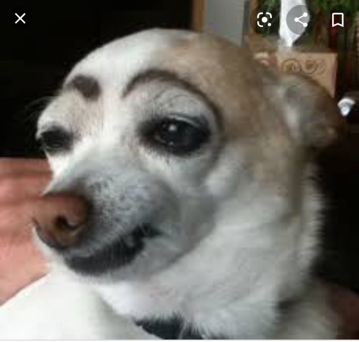 Storm86498464's tweet photo. Yo: Asere habla ya!!!, te juro que no se lo digo a nadie....dale papiii
Mi perro:
Ummm....si me gusta el perrito frito soy un canibal?🤔 https://t.co/08fpup2fcZ