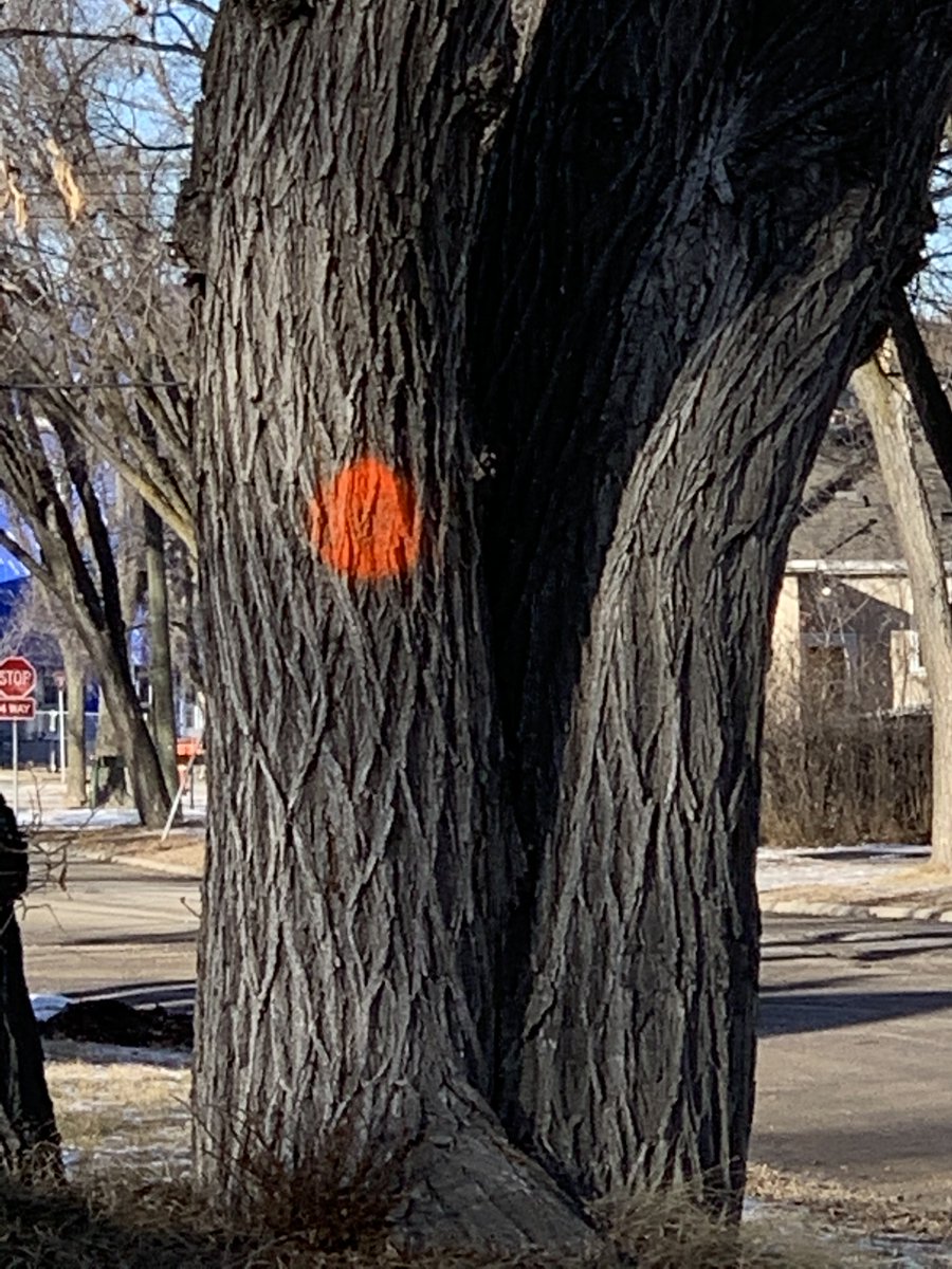 TreesWinnipeg's tweet photo. The elm bark beetle doesn’t care about property lines. It thrives in our backyards, parks, boulevards and in that illegal pile of elm wood in your yard. Together, let's slow the spread of #Dutchelmdisease and #saveourelms. Watch for our tips! #YOTET #YOTET2021 https://t.co/eFig4LSZ8w