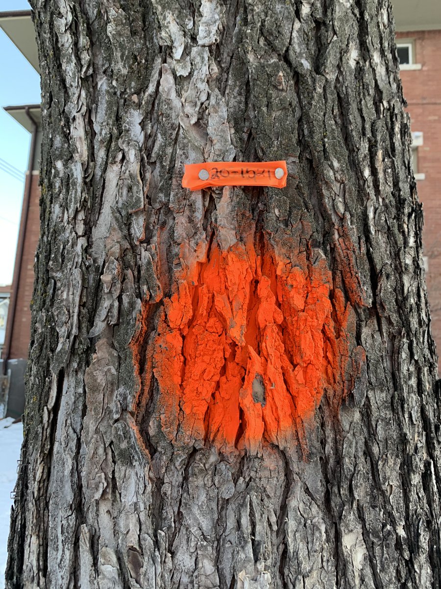 TreesWinnipeg's tweet photo. The elm bark beetle doesn’t care about property lines. It thrives in our backyards, parks, boulevards and in that illegal pile of elm wood in your yard. Together, let's slow the spread of #Dutchelmdisease and #saveourelms. Watch for our tips! #YOTET #YOTET2021 https://t.co/eFig4LSZ8w