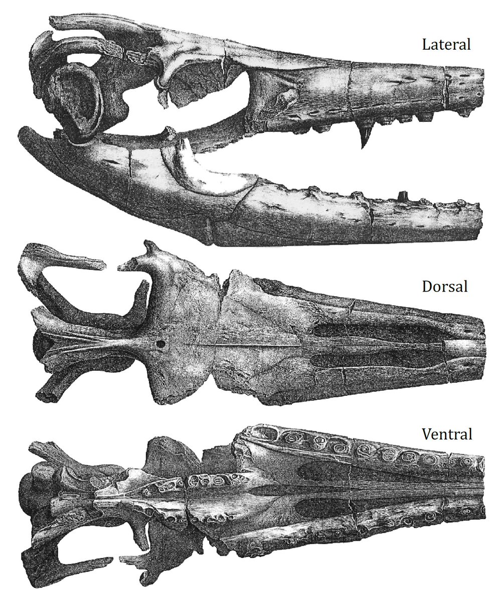 The short-lived "broad Mosasaurus head meme" is a little strange. Mosasaur skull shape was known from excellent American fossils as early as 1845 (below, from Georg Goldfuss' description): perhaps the CPD team didn't know about this specimen?