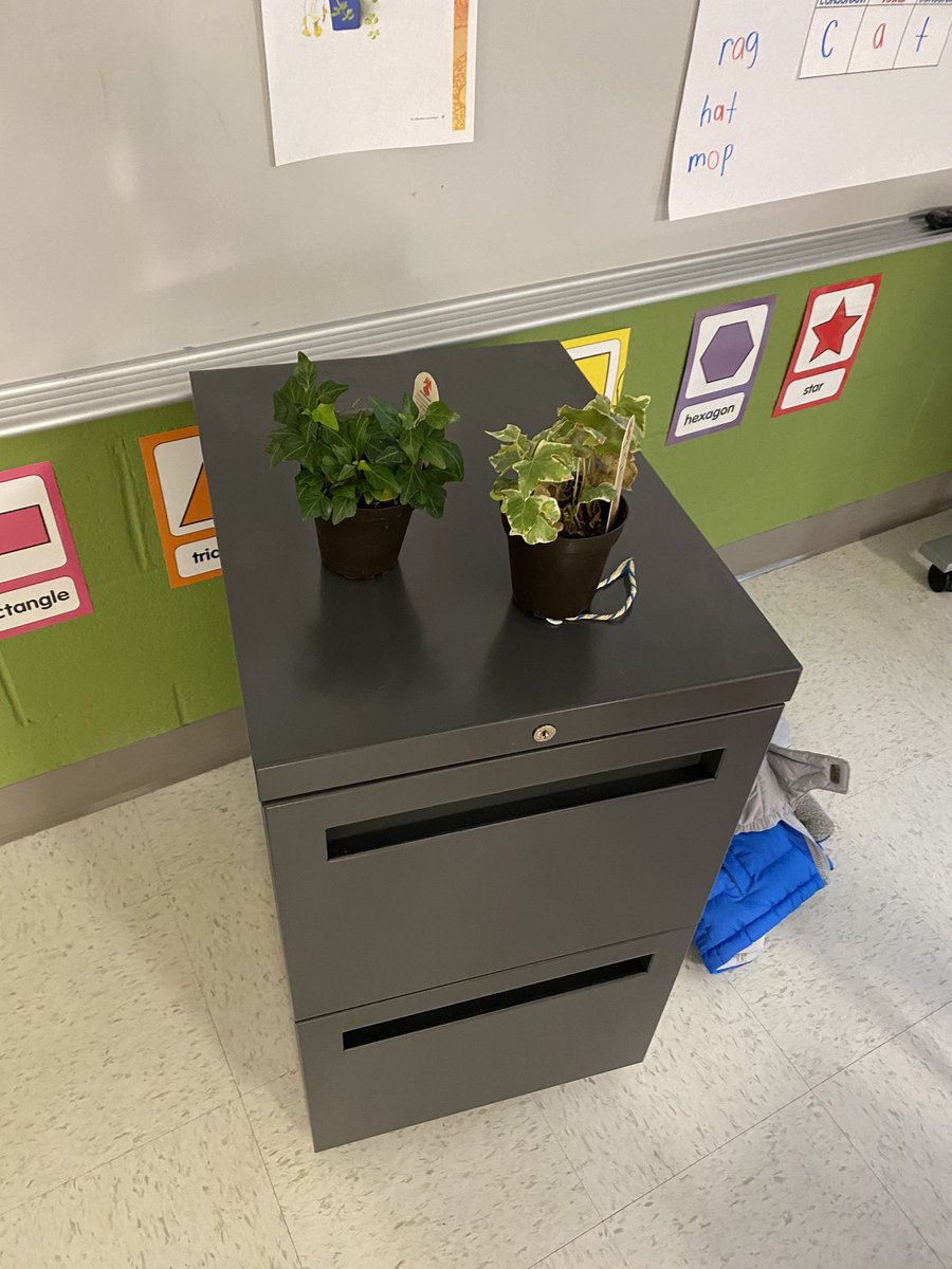simpsonrfe's tweet photo. Today @RFe_RCS, Kinder scholars were discussing the basic needs of living things and observing healthy and non healthy plants by asking and answering questions. #superheroesatwork #covidteaching #thrive https://t.co/TlLASq71UB